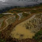 Les risières en terrasse de Yuanyang, Yunnan, Chine.