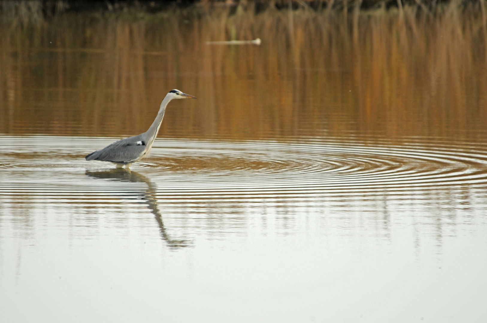 "les ronds " dans l'eau