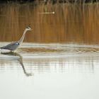 "les ronds " dans l'eau