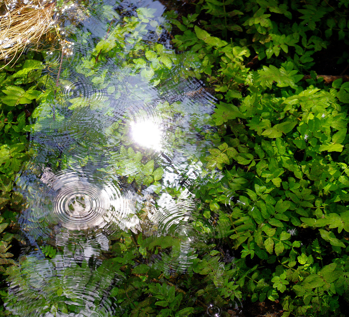 Les ronds dans l'eau ....