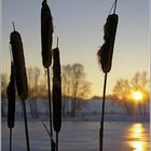 Les roseaux dans le froid - Lac de Michelbach