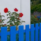 Les roses à la clôture bleue / Die Rosen am blauen Zaun