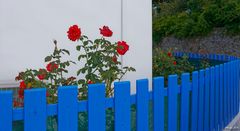 Les roses à la clôture bleue / Die Rosen am blauen Zaun