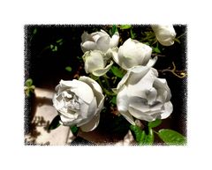 Les roses blanches