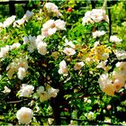 Les roses blanches