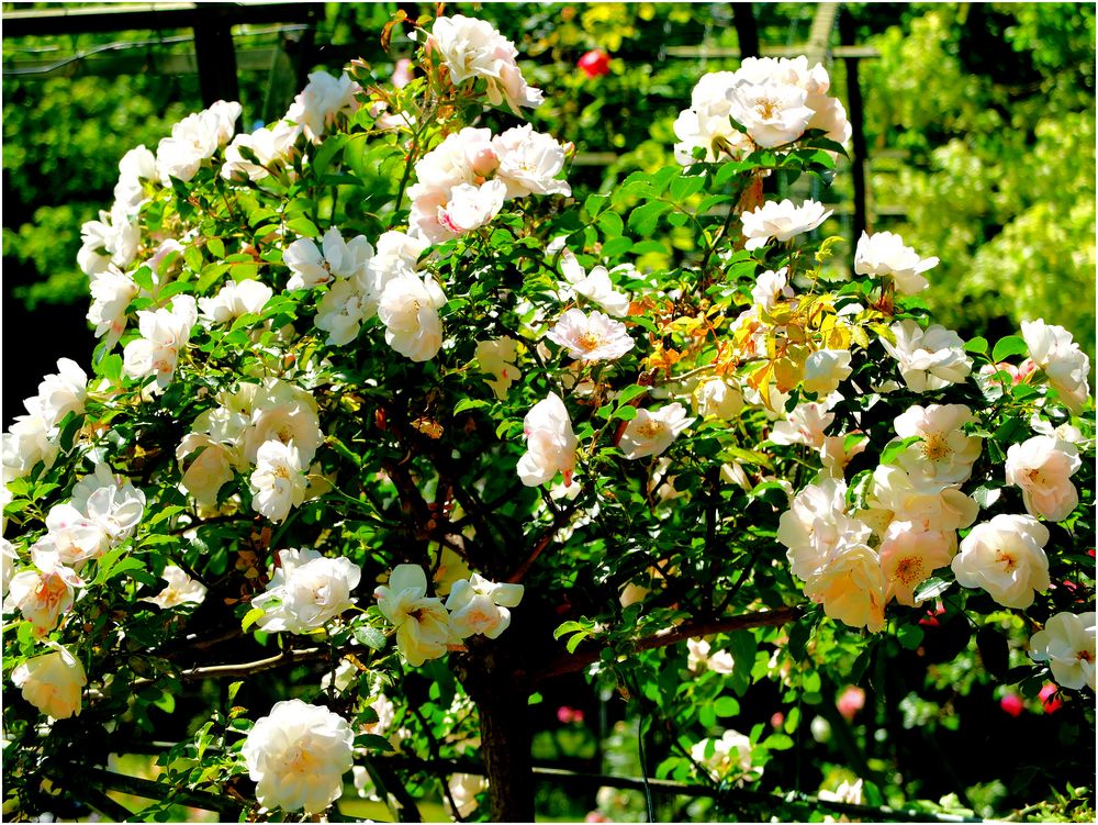 Les roses blanches