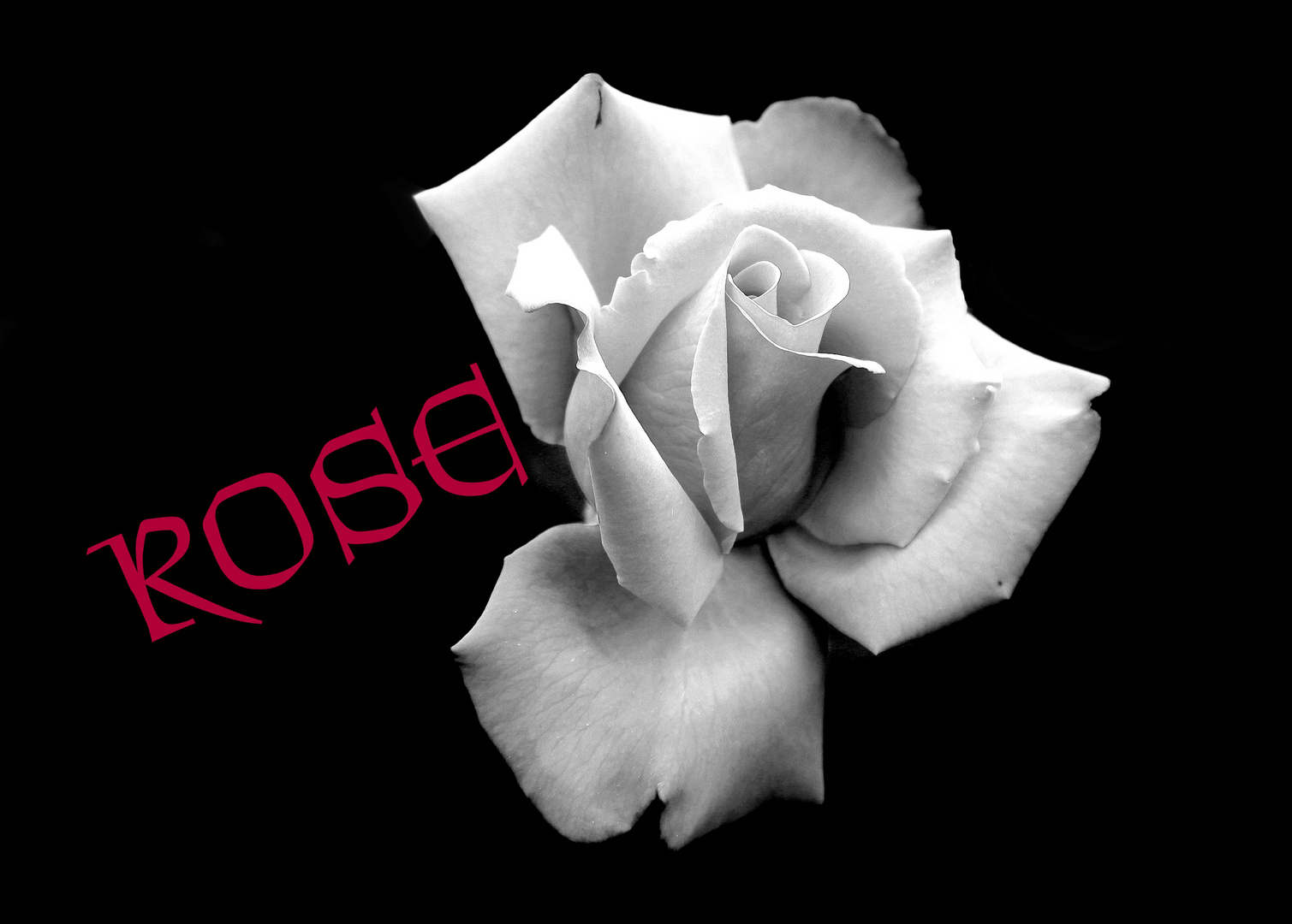 Les Roses Blanches 