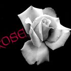 Les Roses Blanches 