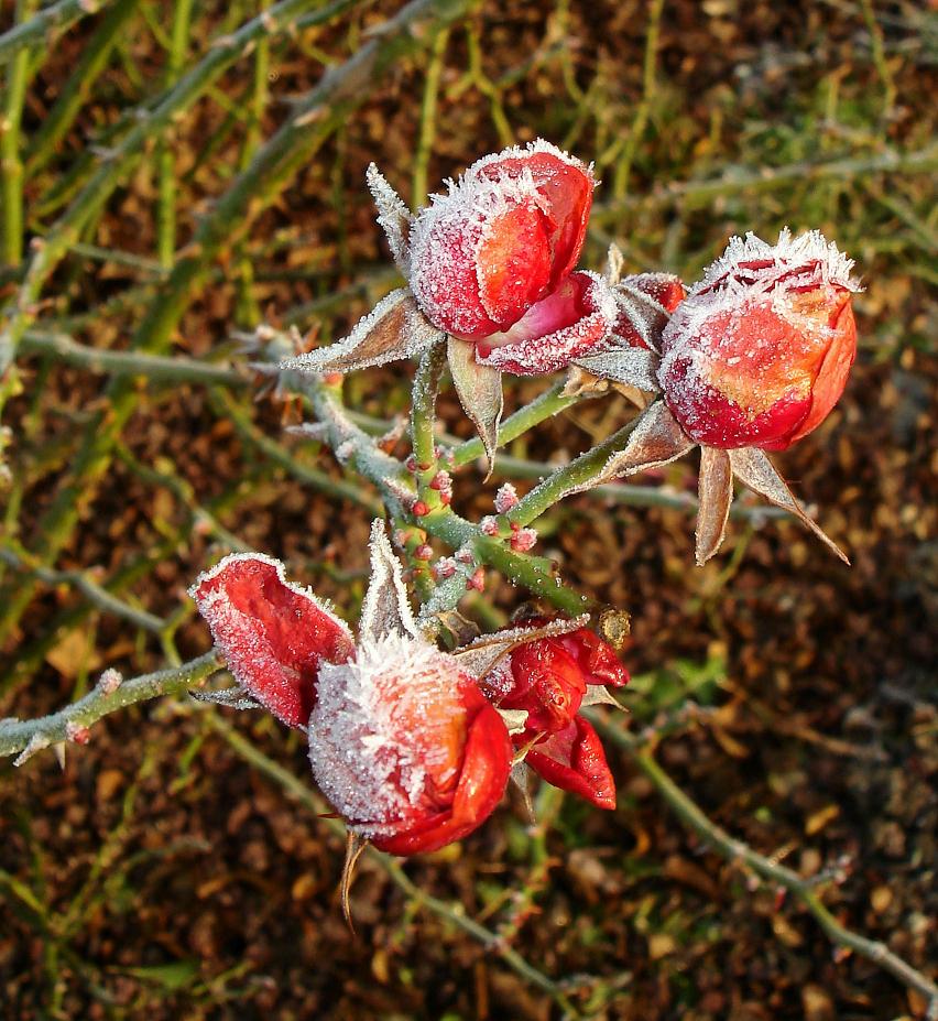 Les roses de l'hiver