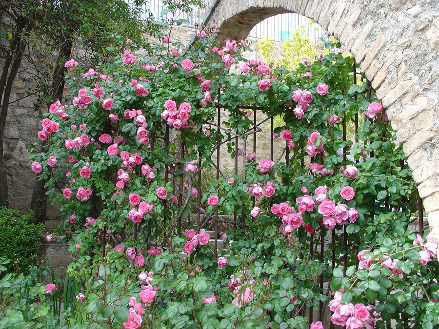 Les roses de Mai à Grasse