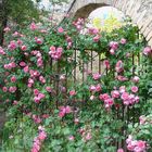 Les roses de Mai à Grasse