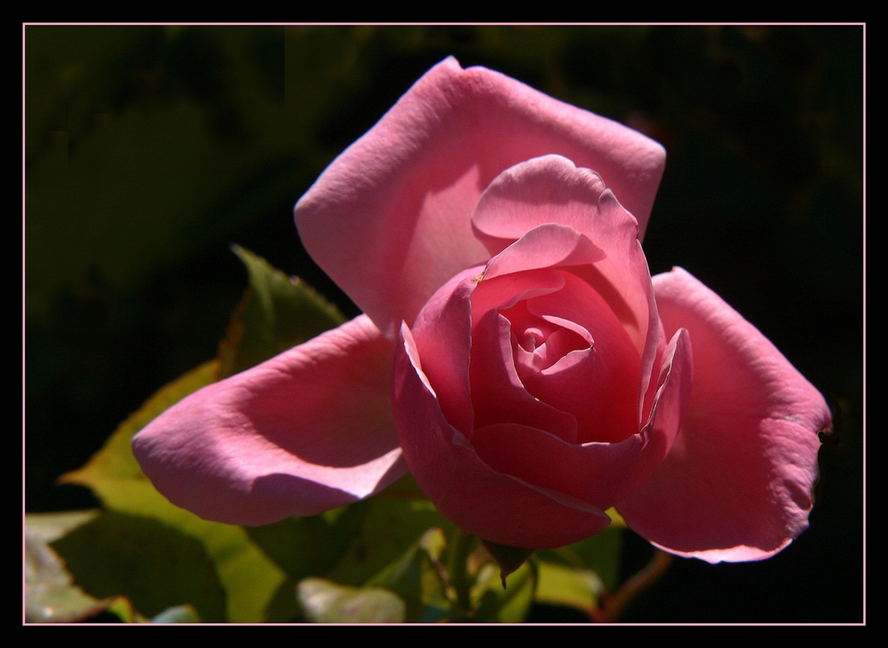 " Les roses de mon jardin "