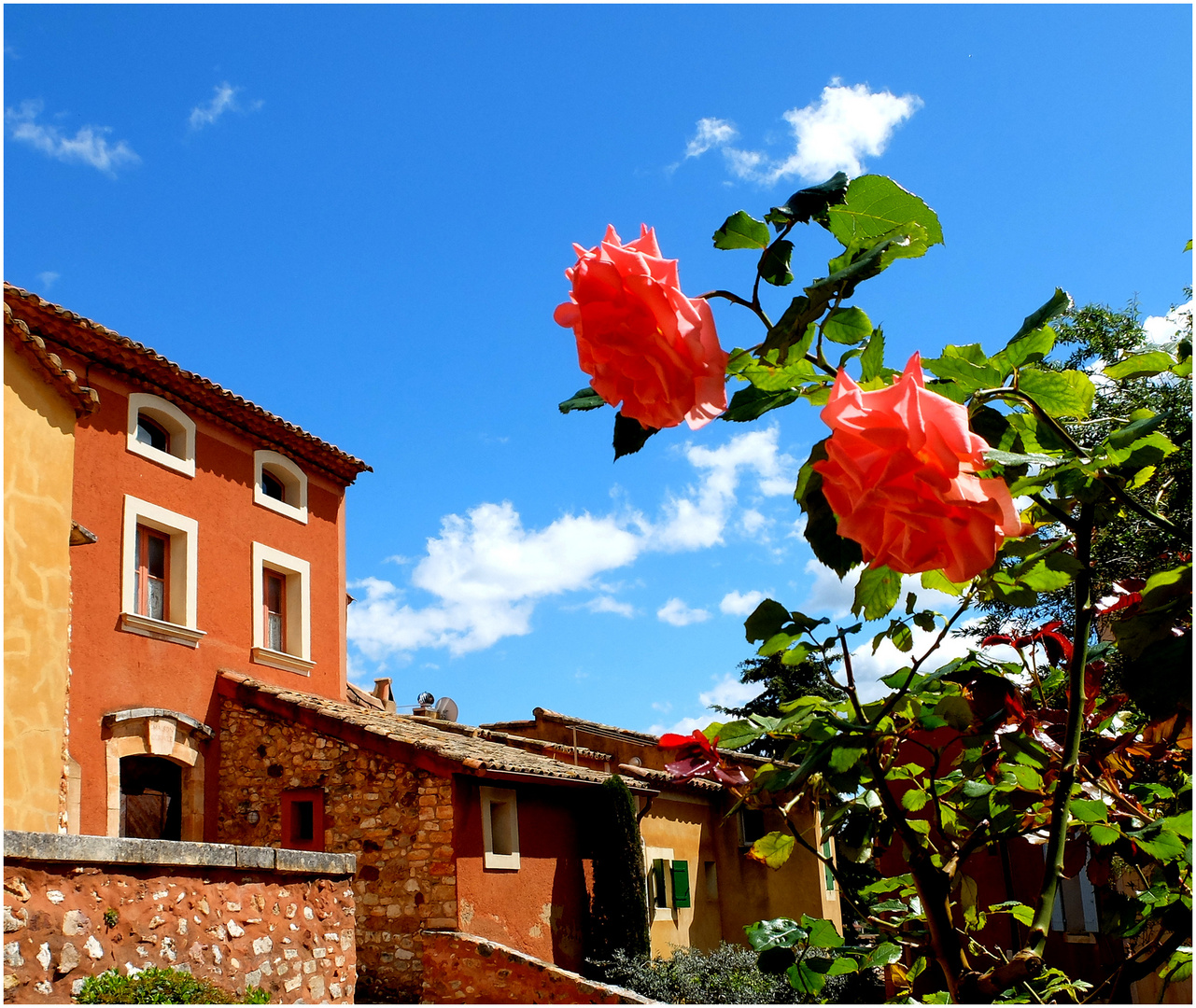 Les roses de Roussillon