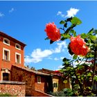 Les roses de Roussillon