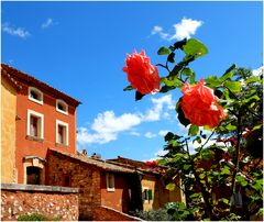 Les roses de Roussillon