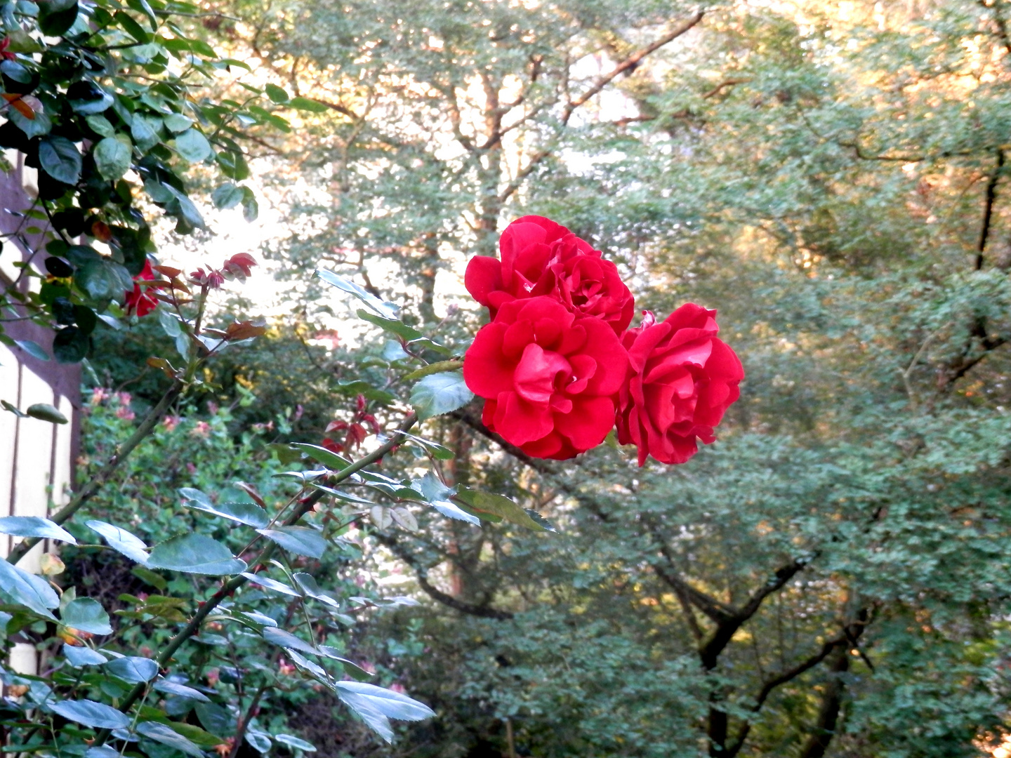 Les roses du château (fin)