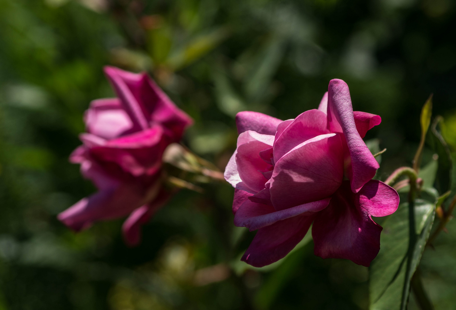 les roses du parc du château de Bionnay - Rhône - France