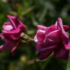 les roses du parc du château de Bionnay - Rhône - France