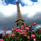 Les roses et la Tour 