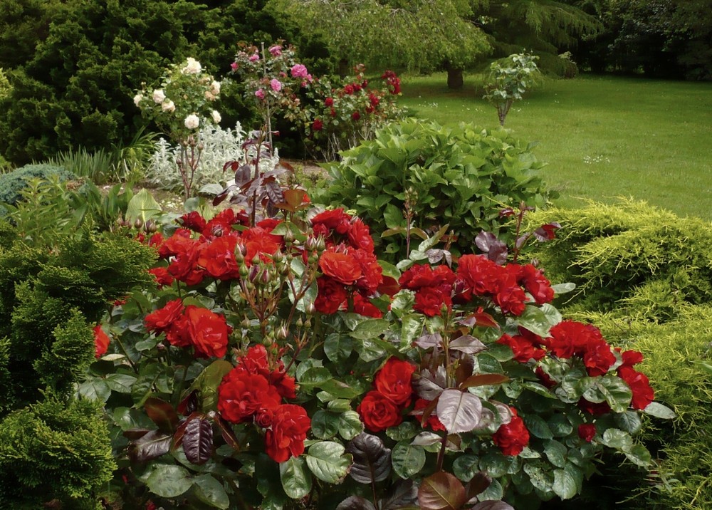 Les roses mouillées