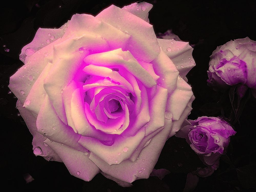 les-roses-ne-sont-pas-roses-photo-et-image-fleurs-roses-le-monde-et