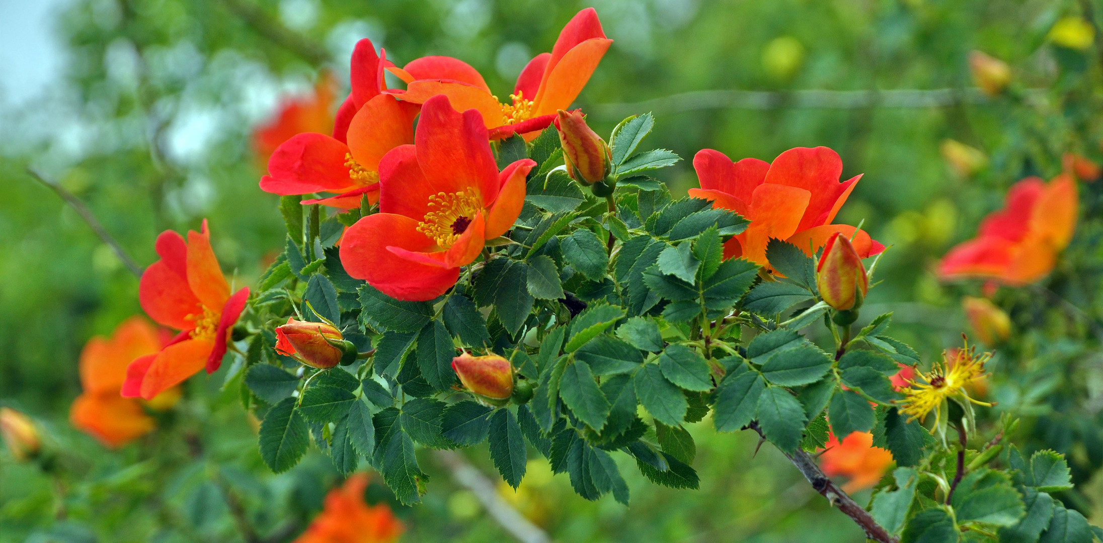 Les Roses Orangées......