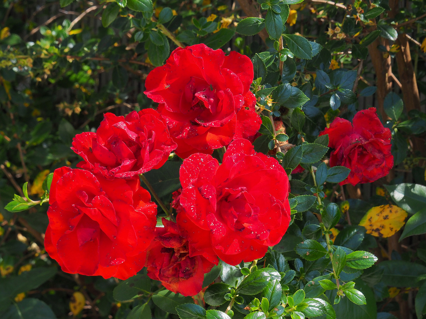 Les roses rouges du lundi…