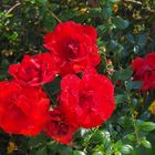 Les roses rouges du lundi…