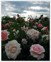 les roses sous un ciel gris....