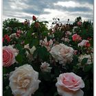 les roses sous un ciel gris....