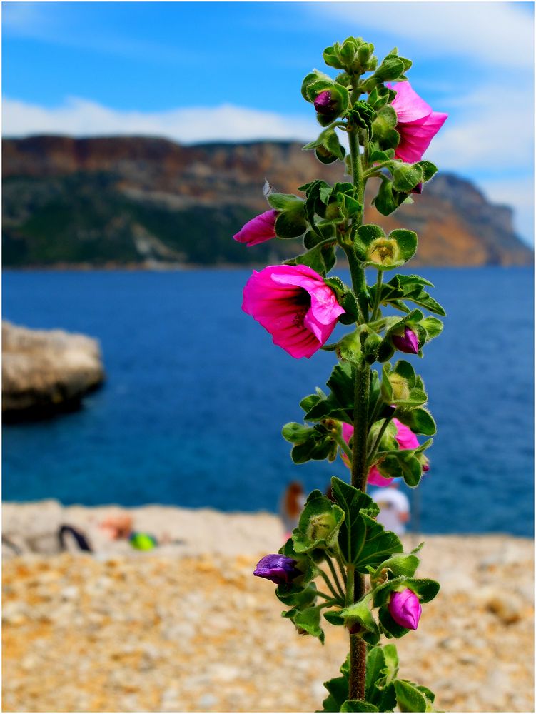 Les roses trémières