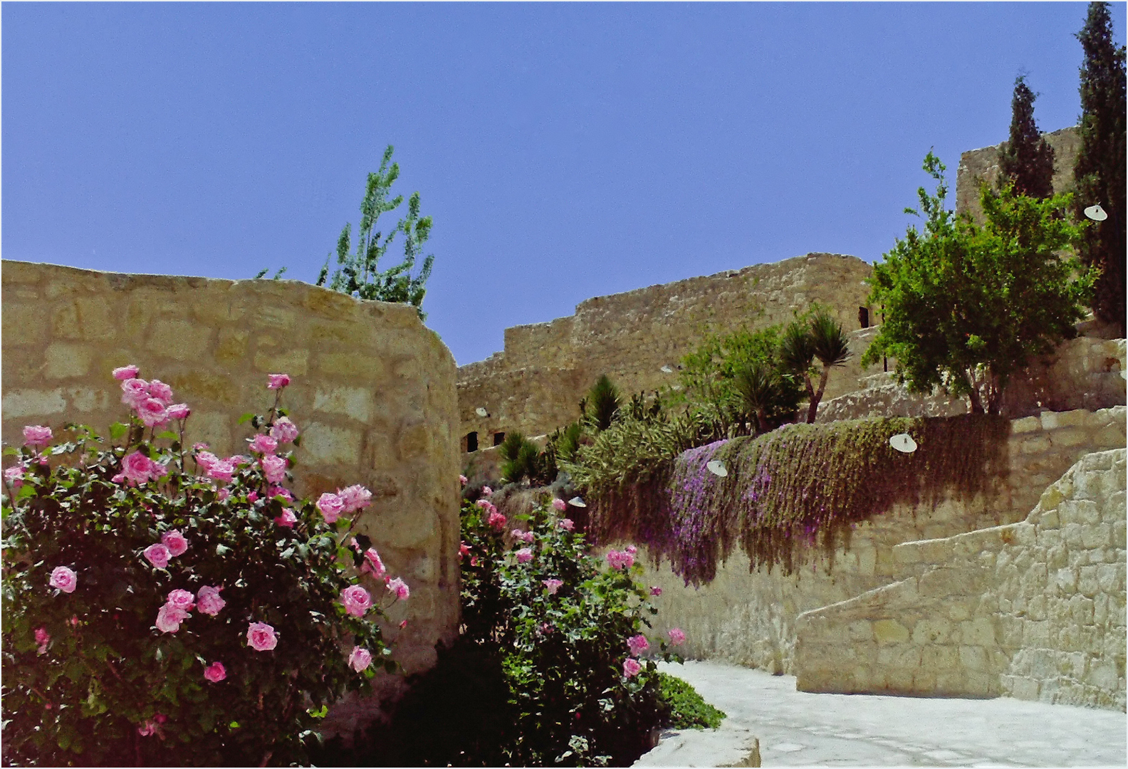 Les rosiers près de la piscine