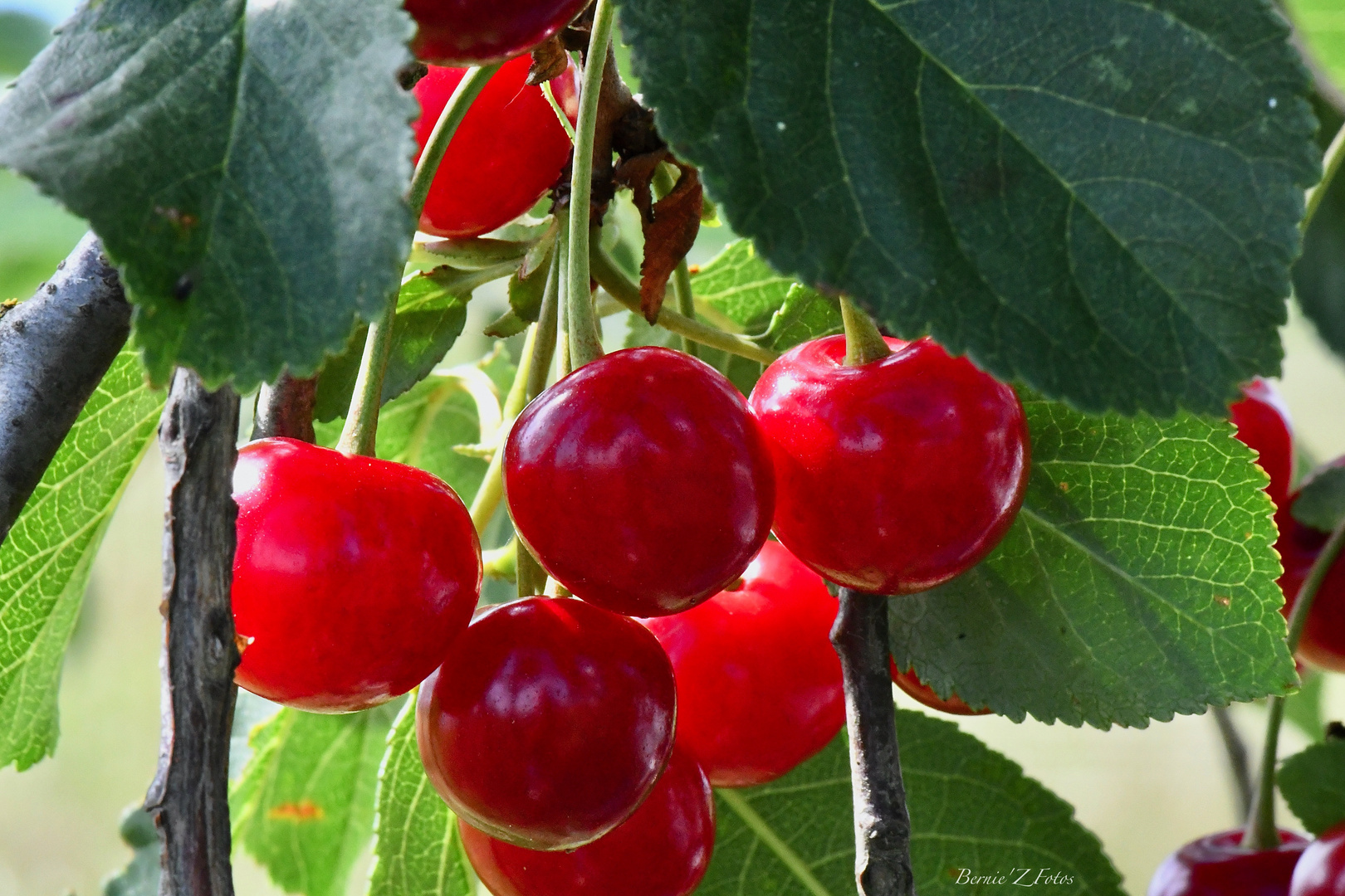 Les rouges cerises de mon pays