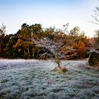 Les roux de l'automne dans la lumière du matin .