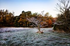 Les roux de l'automne dans la lumière du matin .