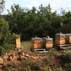 Les ruches dans la colline