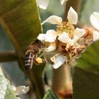 les sacs à pollen sont pleins