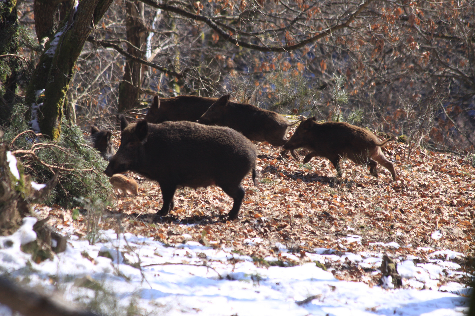 Les sangliers