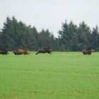 Les sangliers changent de forêt !!!