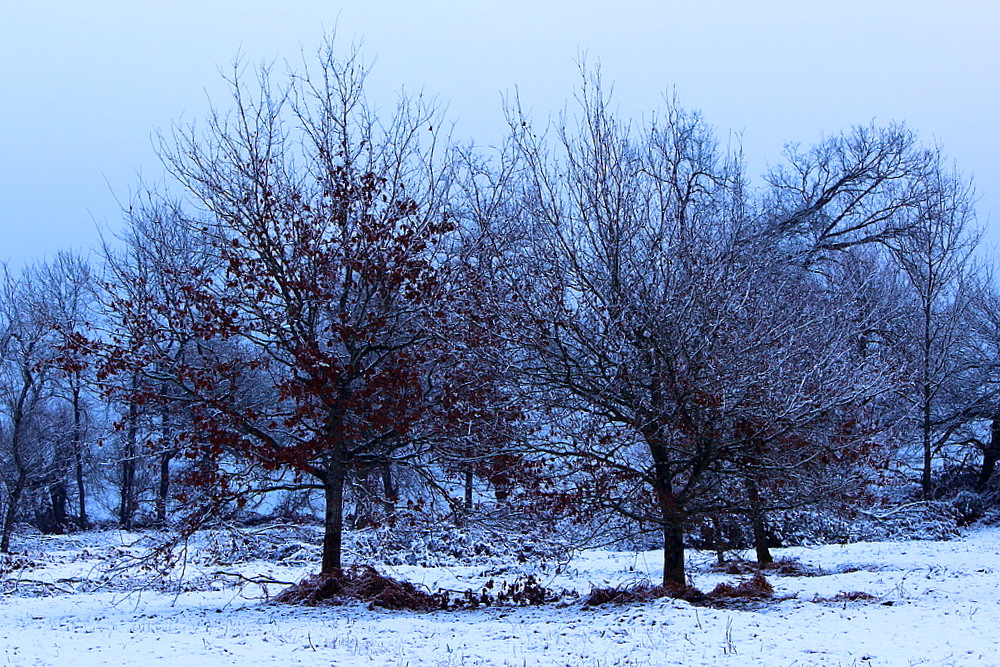 Les Sanglots d Hiver....