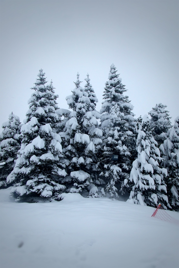 Les sapins