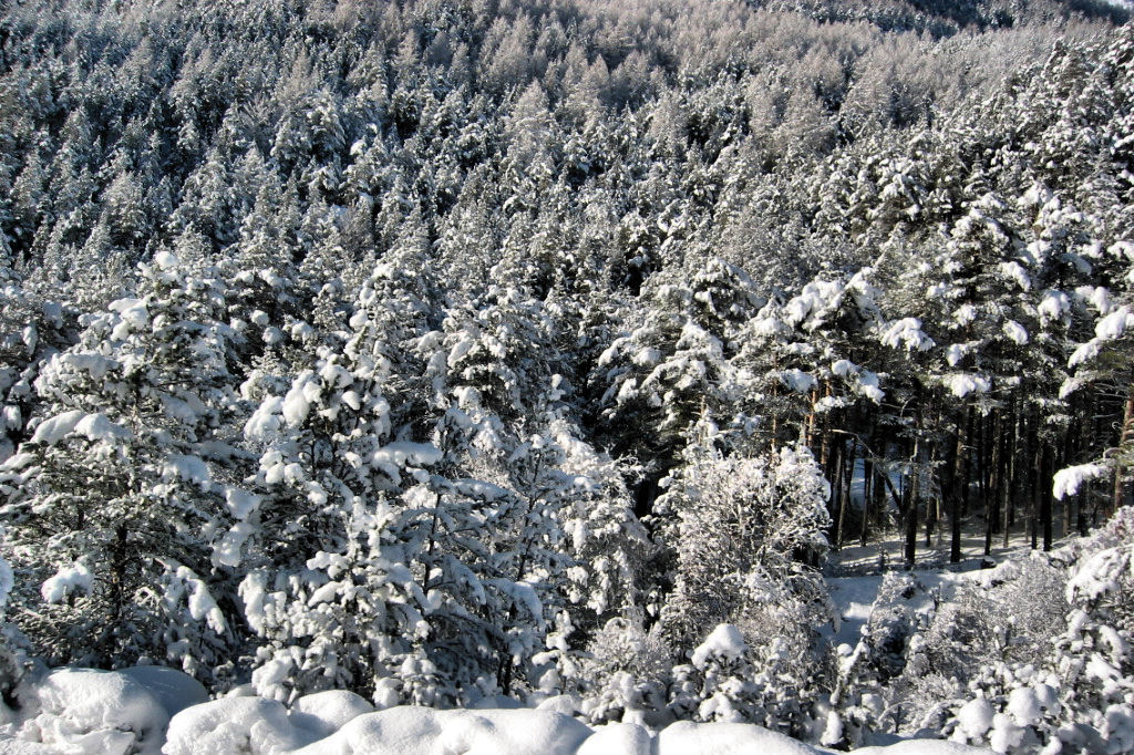 les sapins enneiger