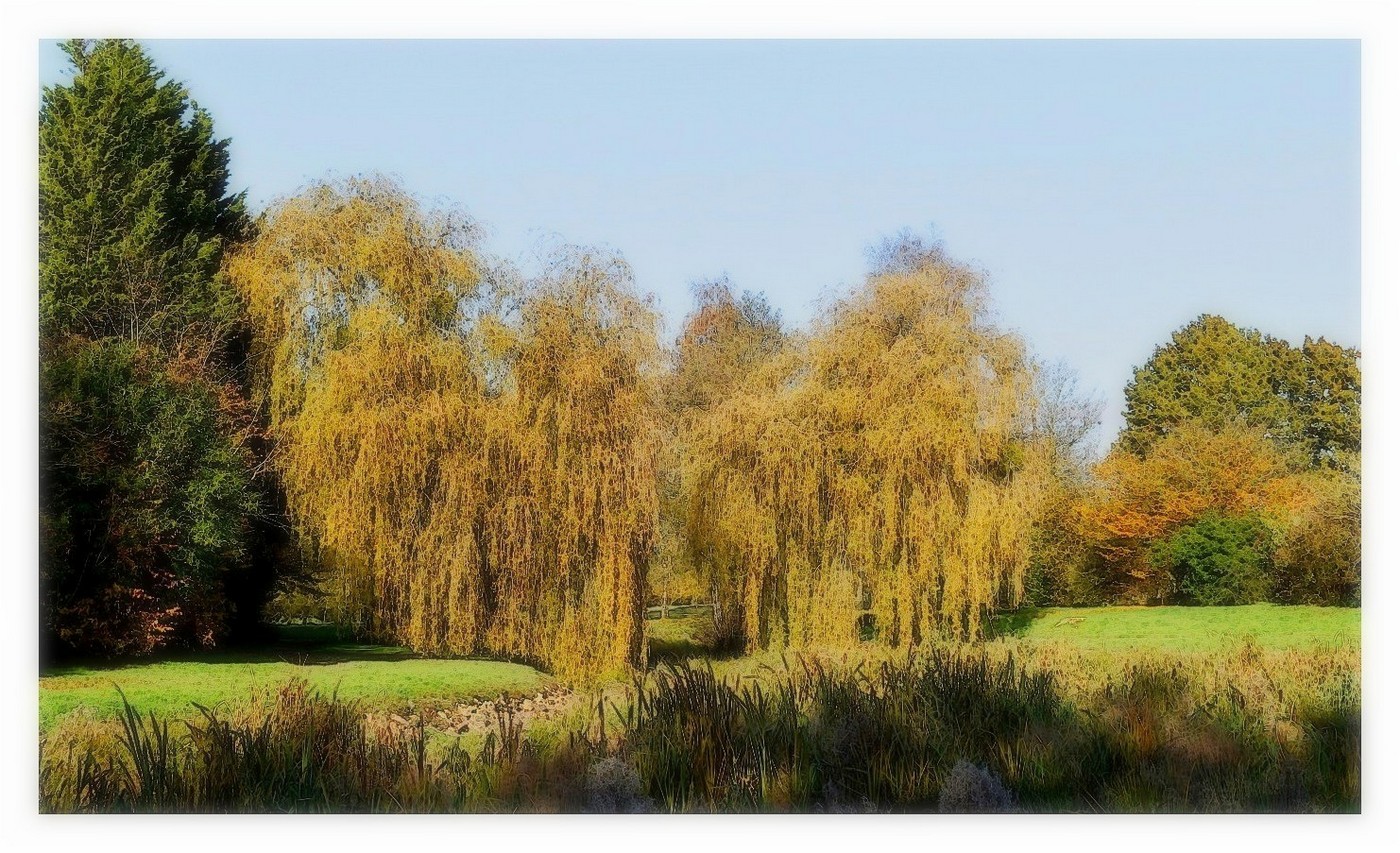 les saules pleureurs photo et image paysages, paysages de campagne, campagne Images