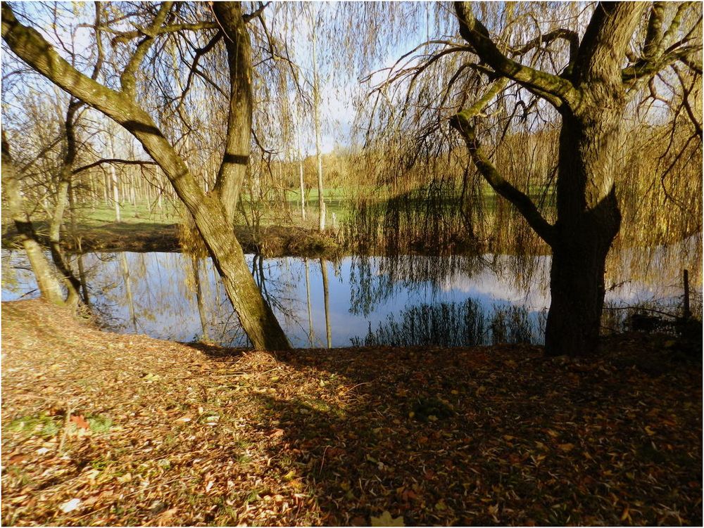 Là Où Les Saules Ne Pleurent Pas les-saules-pleureurs photo et image | lacs et rivières, nature