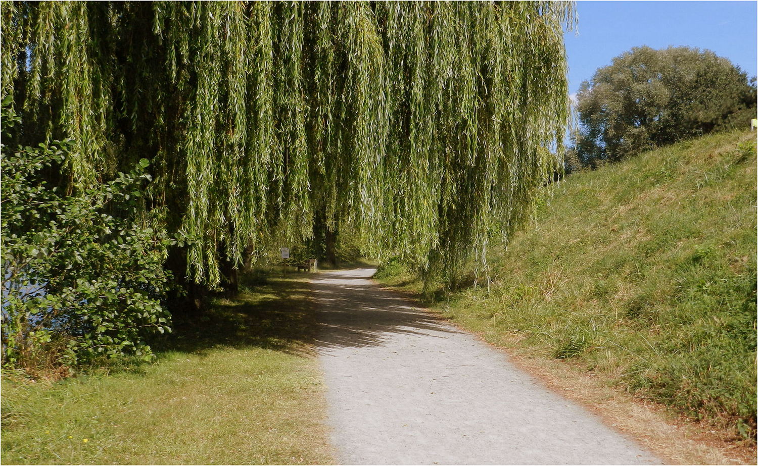 Là Où Les Saules Ne Pleurent Pas les saules pleureurs photo et image | paysages, paysages de campagne