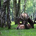 " Les Seigneurs de la forêt , en velours "