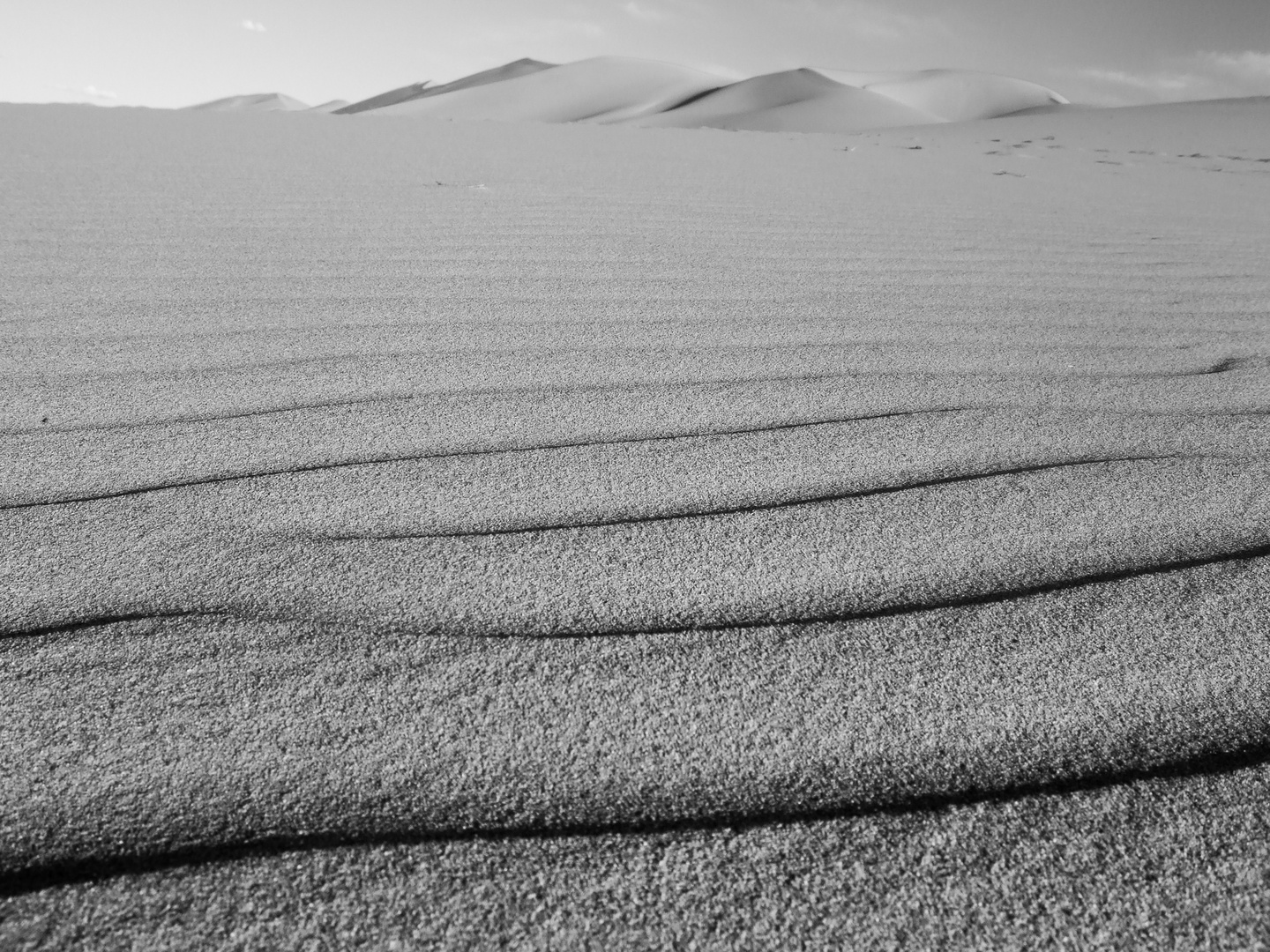 Les serpents de Gobi