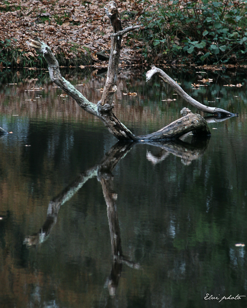 Les serpents d'eau