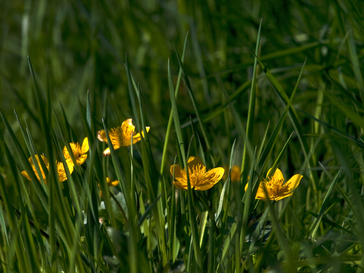 Les soleils au printemps