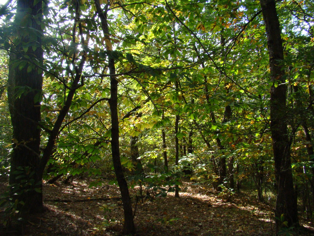 Les sous bois von moufi 